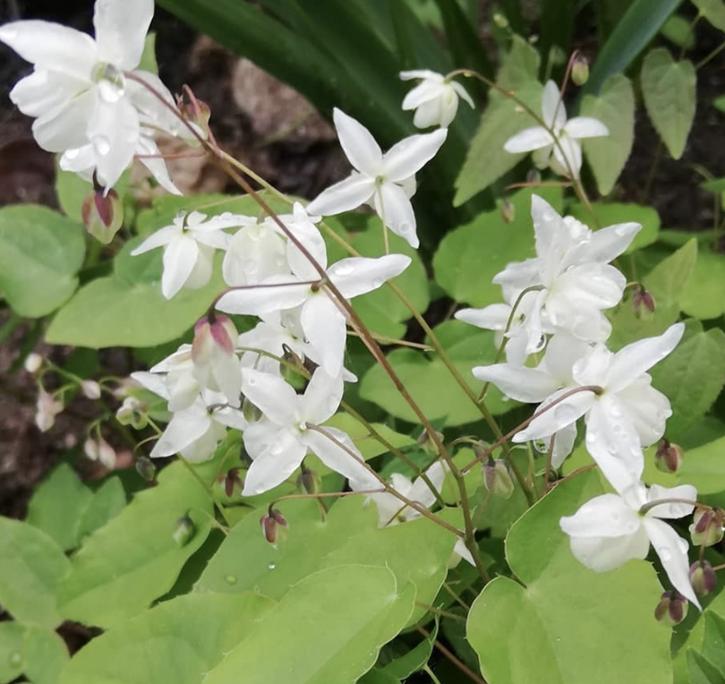 Weiß blühende Rabattenpflanzen Elefantenblume - Epimedium x youngianum 'Niveum